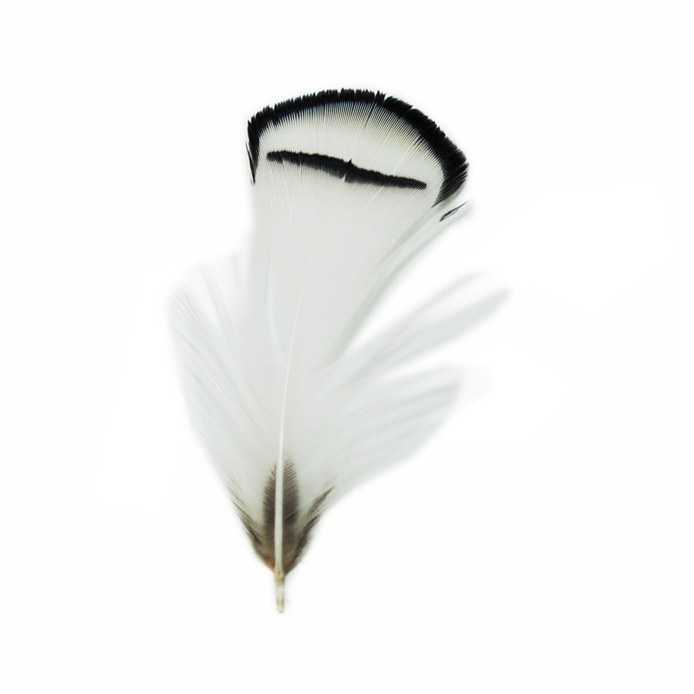 ホロホロ鳥 グリーン 装飾用の羽根 
