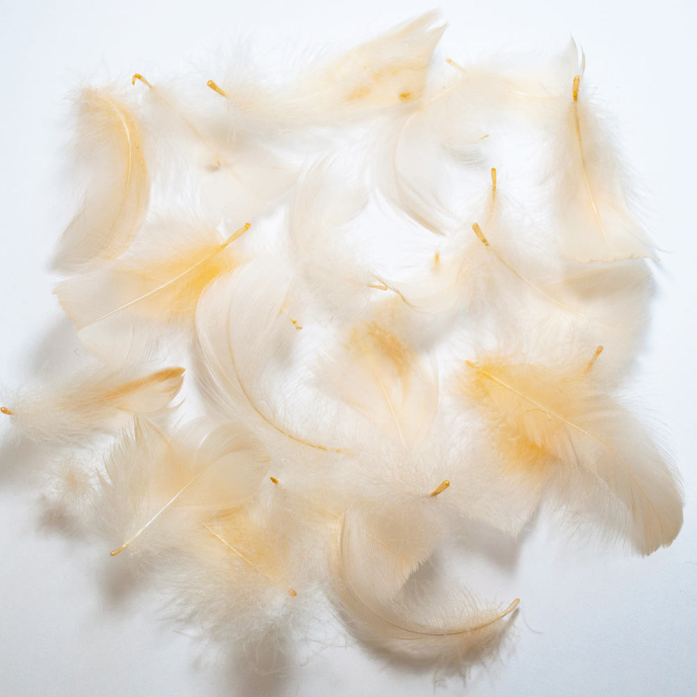 コキール（ワイン色） この羽根はディスプレイ、アクセサリー、ヘットドレス等に使用されてます。