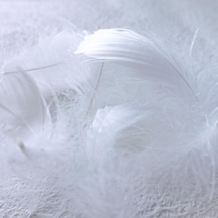 希望者のみラッピング無料 コキール 白 1kg 白い羽根 白の羽根 天然羽根この羽根はディスプレイ エンジェルシャワー アクセサリー ヘットドレス等に使用されてます Fucoa Cl