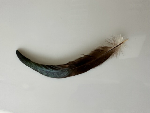 楽天市場】尾 羽根 黒40cm 【装飾用】【フェザー アクセサリー パーツ