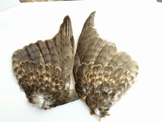 超特価sale開催 その他 大鷹 両翼 装飾用の羽根 しゅげい 手芸 アクセサリ 羽 フェザー パーツ アクセサリー Dgb Gov Bf