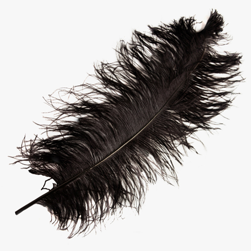 楽天市場 オーストリッチ 45 55cm 黒 この羽根はディスプレイ アクセサリー ヘットドレス等に使用されてます 羽根の専門店