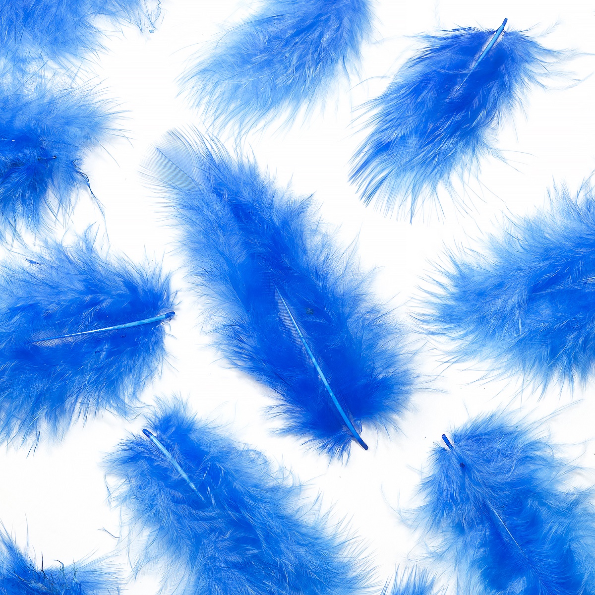 コキール（青） この羽根はディスプレイ、アクセサリー、ヘットドレス等に使用されてます。