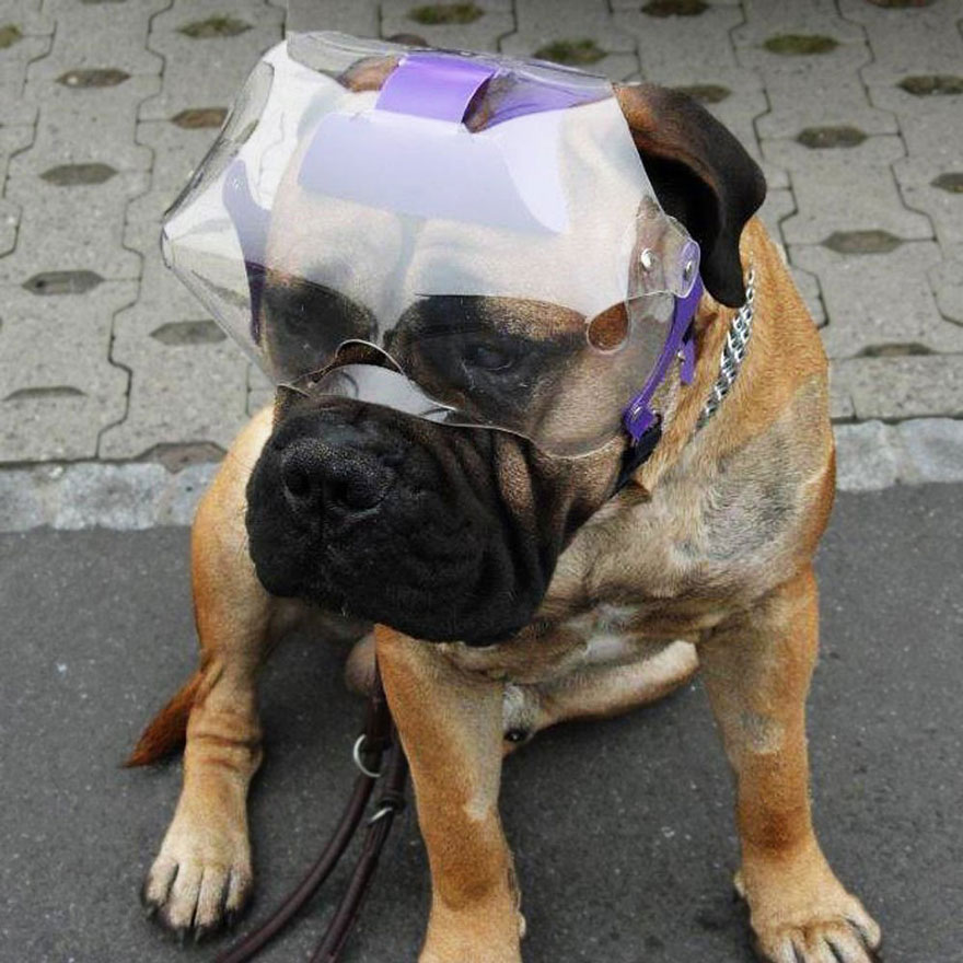 楽天市場 オーストラリアoptivisor 横ではなく前に出ているのでストレスフリーなカラー オプティバイザー アイアンドフェイスプロテクションショートノーズブリード 鼻ぺちゃ犬用 ラージ エリザベスカラー 介護 傷 手術 目の病気 Hangon 楽天市場 オーストラリアoptivisor 横ではなく前に出ているのでストレスフリーなカラー オプティバイザー アイアンドフェイスプロテクションショートノーズブリード 鼻ぺちゃ犬用 ラージ エリザベスカラー 介護 傷 手術 目の病気 Hangon