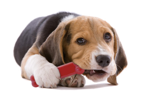 【アメリカRuffdawg】アメリカRuffdawg USA製のおもちゃ ラフボーンS ミント味 【アメリカRuffdawg】アメリカRuffdawg USA製のおもちゃ ラフボーンS ミント味
