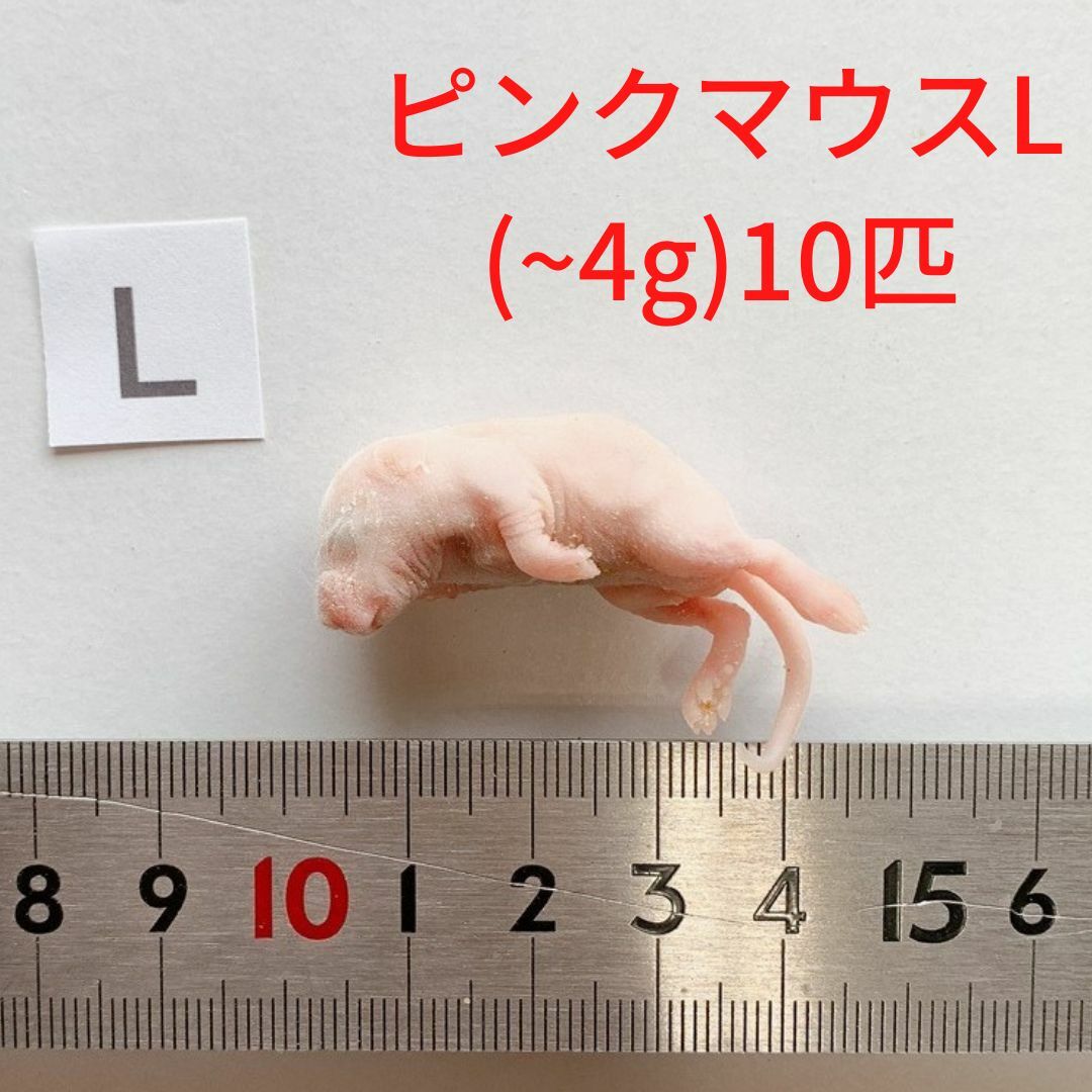 楽天市場】国産 冷凍マウス ピンクマウスS 10匹 サイズの目安 2g、2cm 