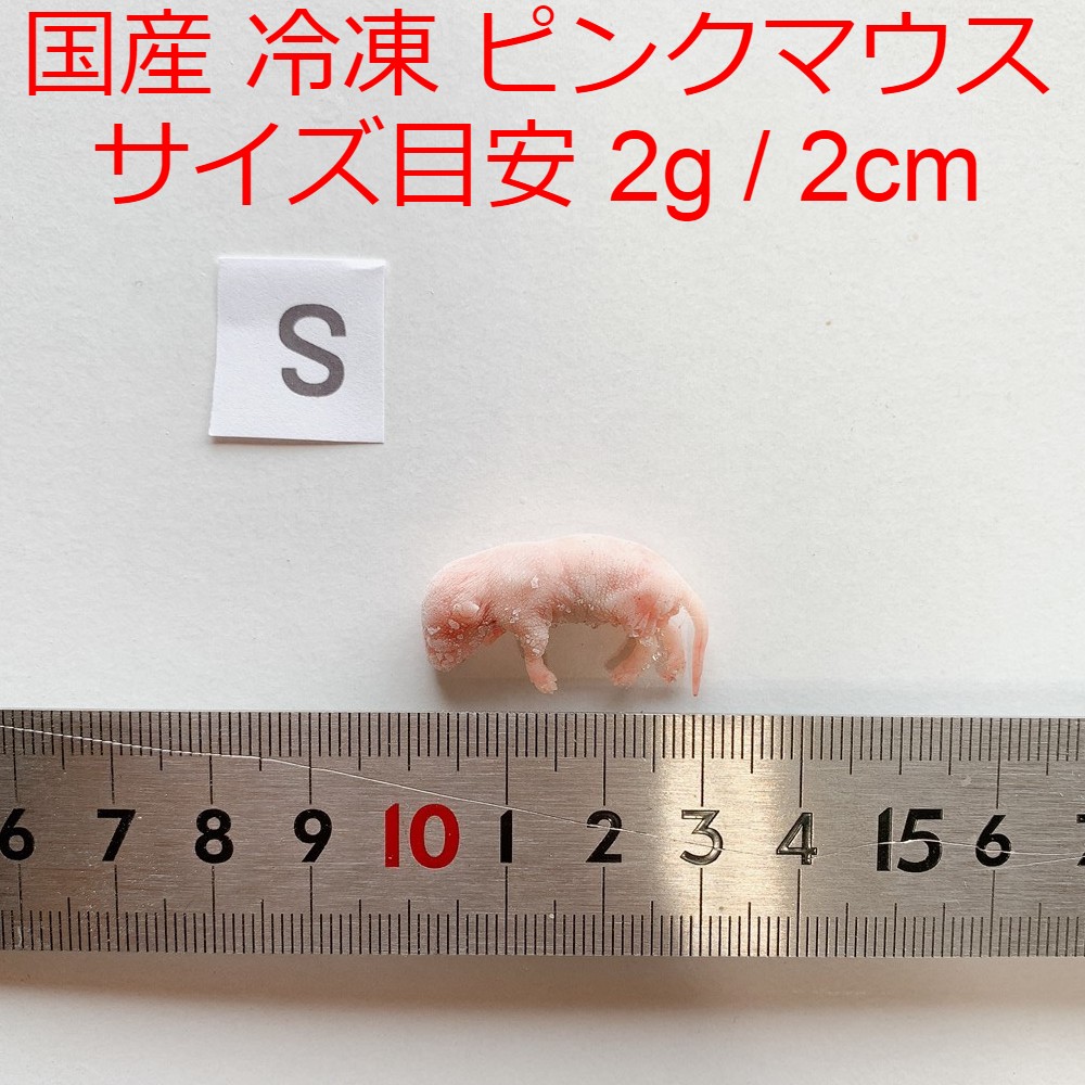 ★はな★国産冷凍マウスピンクS 20匹ファジー20匹アダルトM10匹 Amazon | 冷凍マウス ピンクマウス S 20匹 国産 SAfarm | SAfarm