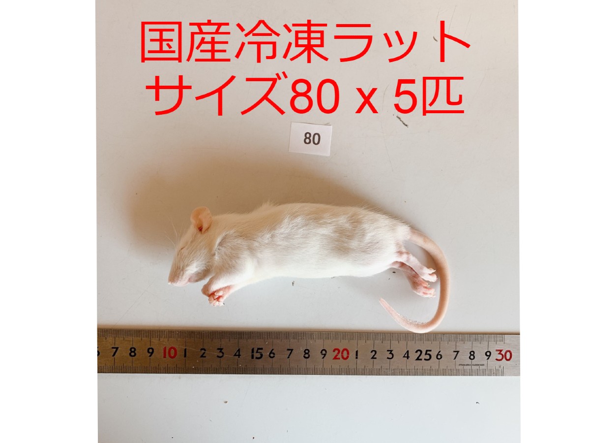 楽天市場】国産冷凍ラット ホッパー 2匹 RH SAfarm : SAfarm