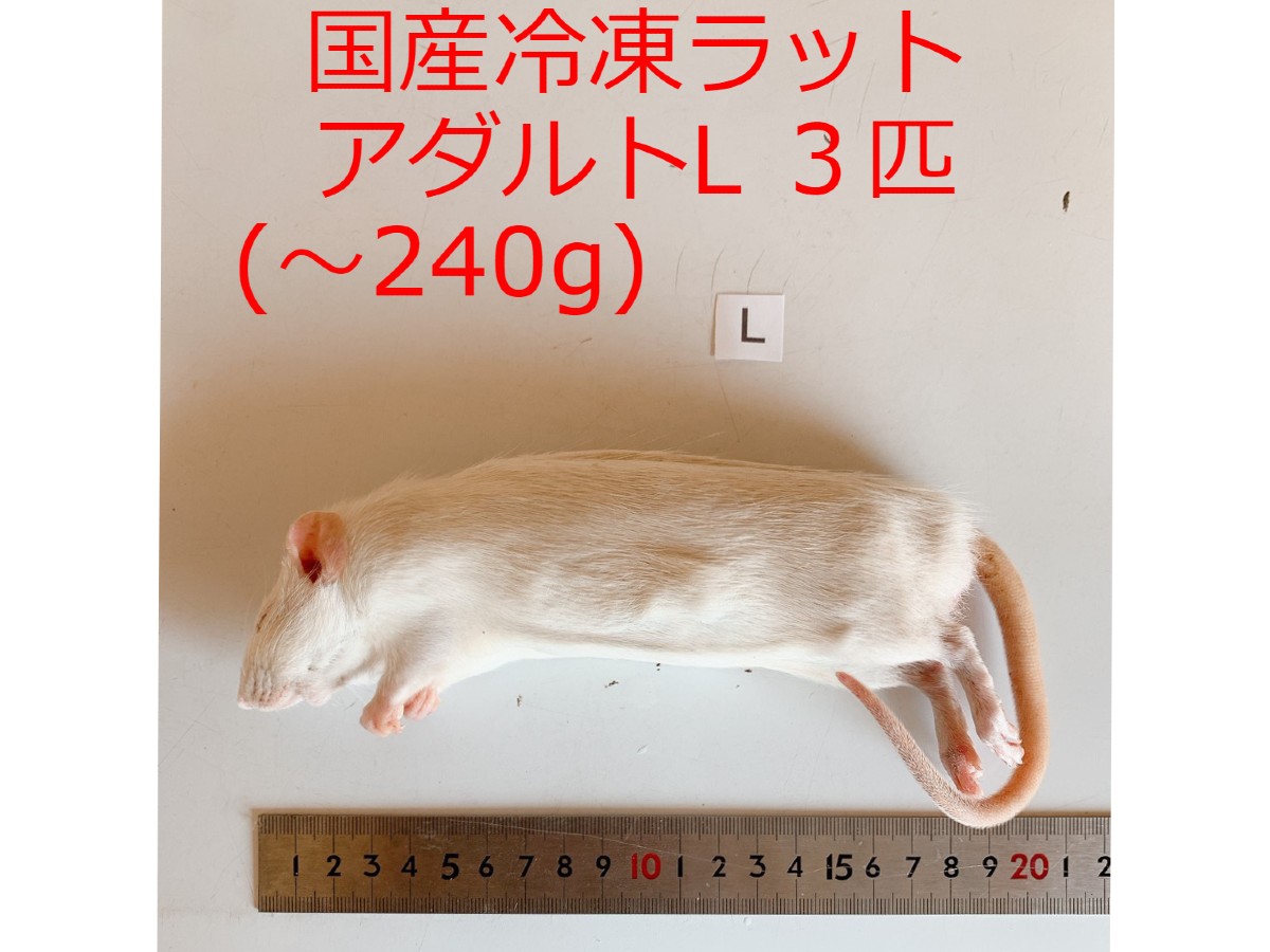 楽天市場 国産 高品質 冷凍ラット アダルトl 3匹 爬虫類 猛禽類 肉食魚 哺乳類 ヘビ トカゲ ハリネズミ ｈａｎｇｔｅｎｇ