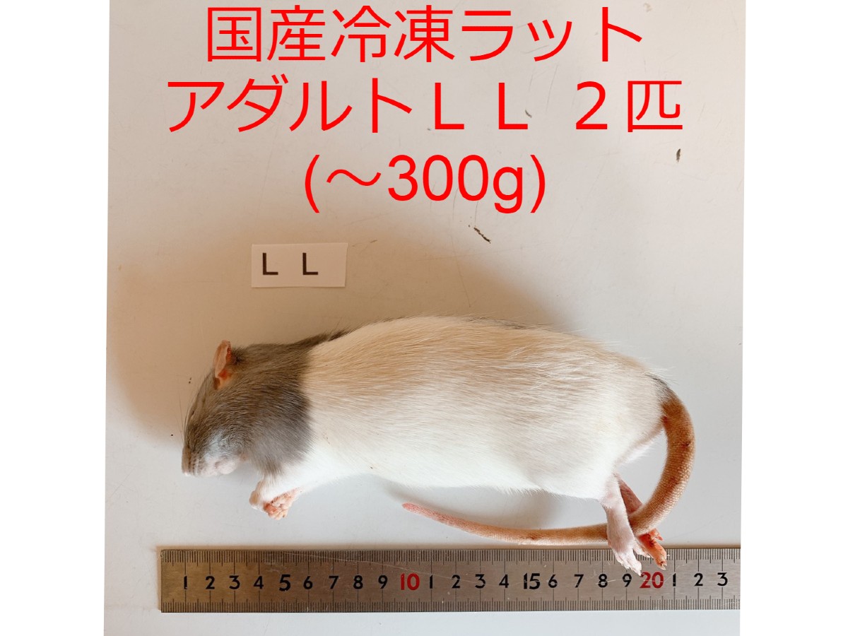 楽天市場】国産 冷凍マウス アダルトL 10匹 サイズの目安 23〜27g、8cm 