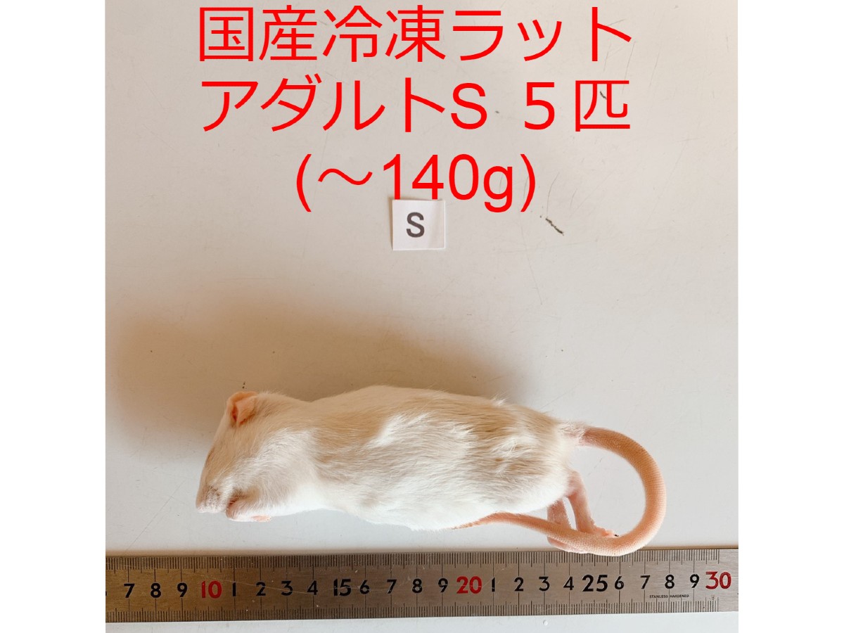 楽天市場 国産 高品質 冷凍ラット アダルトss 5匹 爬虫類 猛禽類 肉食魚 哺乳類 ヘビ トカゲ ハリネズミ ｈａｎｇｔｅｎｇ