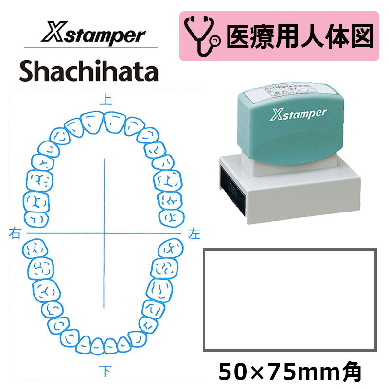 【シヤチハタ】診療用人身図（歯1） Xスタンパー 角型印 5075号 ( 印面大きさ:50×75粍 )診療・ホスピタル・看護師・白衣の天使・歯科医 はんこ 消し印