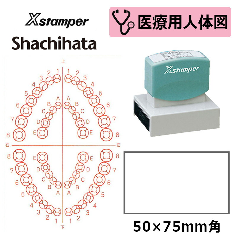【シヤチハタ】診療用人身図（歯2） Xスタンパー 角型印 5075号 ( 印面大きさ:50×75粍 )診療・ホスピタル・看護師・白衣の天使・歯科医 はんこ 消し印