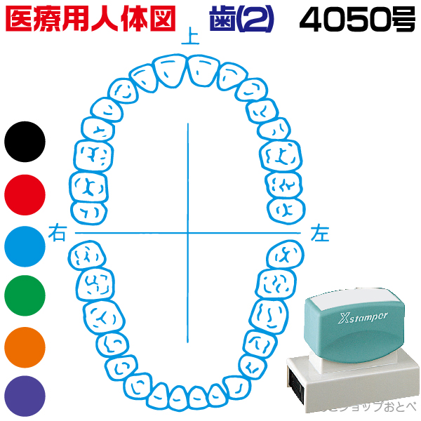 人体図 シャチハタ 医療用人体図 歯1 角型印 4050号 医療 スタンプ 本州送料無料 カルテ イラスト 用 ゴム印 問診票 整体 病院 医院 整体院 検査 レントゲン はんこ 印鑑 ハンコ 書類 先生 医者 40 50 浸透印 文具 事務用品 高品質