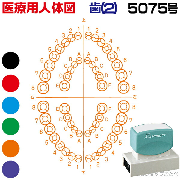 本州送料無料 カルテ 医者 本州送料無料 5075号 開業 先生 すたんぷ オーダー はんこ 浸透印 シャチハタ 角型印 歯2 イラスト 医者 病院 文房具 検査 ハンコ しゃちはた 医療 人体図 医療用人体図 医療専門 書類 簡単 薬 印鑑
