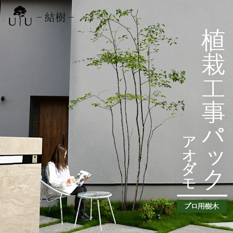 楽天市場】【施工付植木/近畿地域限定】 シンボルツリー 庭木 植木 大型 苗木 屋外 常緑広葉樹 高木 植物 グリーン 樹高2.5m以上(根含まず)  施工付き 植樹付き 庭 UJU 結樹 （ゆうじゅ） 常緑ヤマボウシ【代金引換・同梱不可】hnw1 j-03 j-04 : DEPOS（デポス）