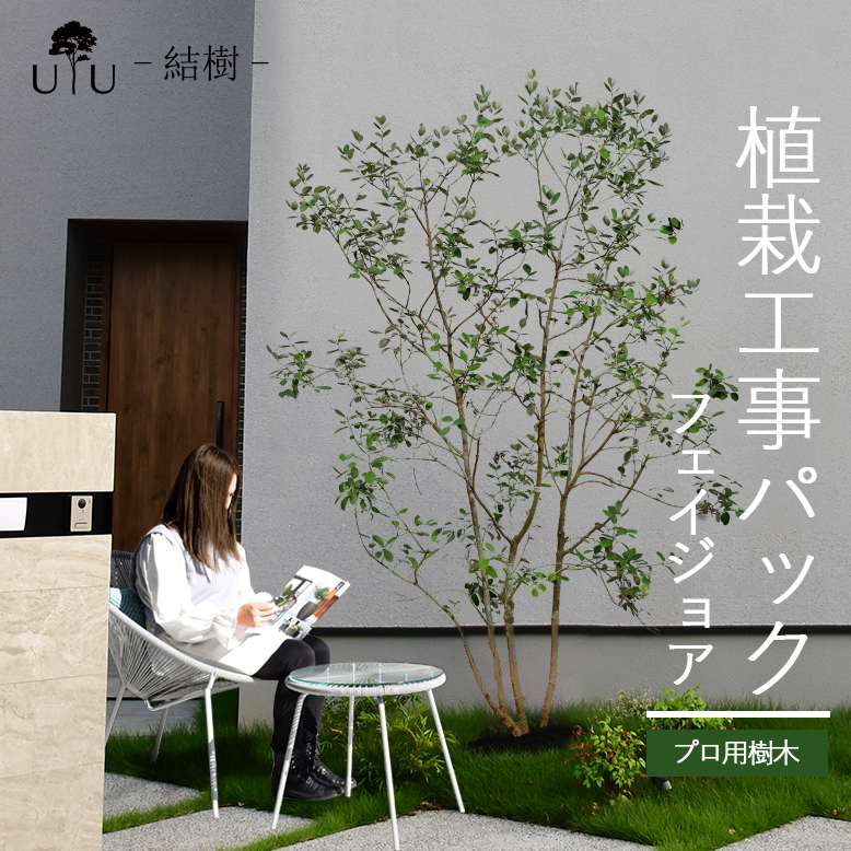 55%OFF!】 シンボルツリー 庭木 植木 大型 苗木 屋外 常緑広葉樹 中木