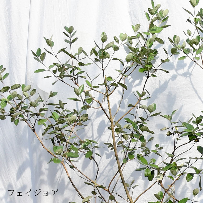 55%OFF!】 シンボルツリー 庭木 植木 大型 苗木 屋外 常緑広葉樹 中木