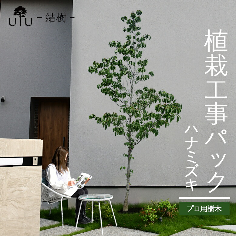 楽天市場】【施工付植木/近畿地域限定】 シンボルツリー 庭木 植木 大型 苗木 屋外 常緑広葉樹 高木 植物 グリーン 樹高2.5m以上(根含まず)  施工付き 植樹付き 庭 UJU 結樹 （ゆうじゅ） 常緑ヤマボウシ【代金引換・同梱不可】hnw1 j-03 j-04 : DEPOS（デポス）