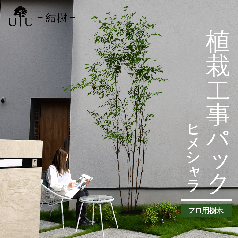 楽天市場】【施工付植木/近畿地域限定】 シンボルツリー 庭木 植木 大型 苗木 屋外 落葉樹 落葉高木 植物 グリーン 樹高2.5m以上(根含まず)  施工付き 植樹付き 庭 UJU 結樹 （ゆうじゅ） アオダモ【代金引換・同梱不可】hnw1 j-1 j-02 : DEPOS（デポス）