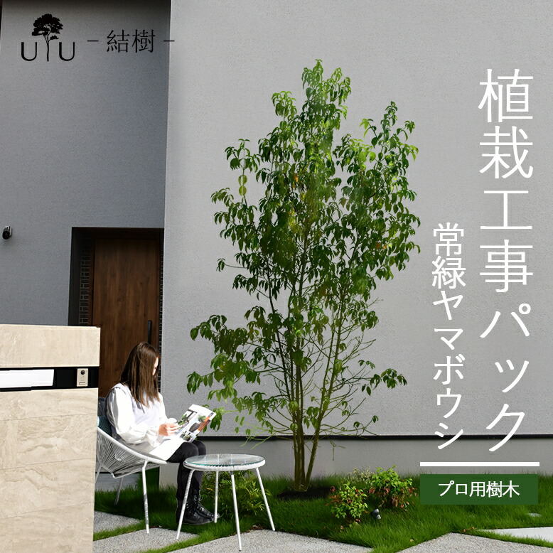 楽天市場】【施工付植木/近畿地域限定】 シンボルツリー 庭木 植木 大型 苗木 屋外 常緑広葉樹 中木 高木 植物 グリーン 樹高2mまで(根含まず)  施工付き 植樹付き 庭 UJU 結樹 （ゆうじゅ） フェイジョア【代金引換・同梱不可】hnw1 j-03 : DEPOS（デポス）