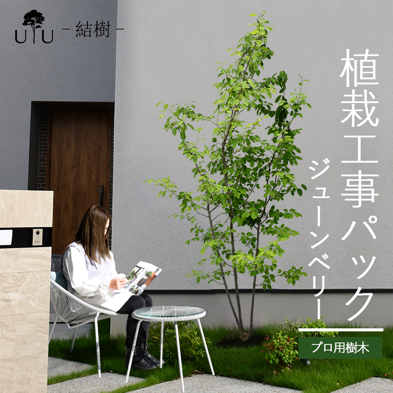 楽天市場】【施工付植木/近畿地域限定】 シンボルツリー 庭木 植木 