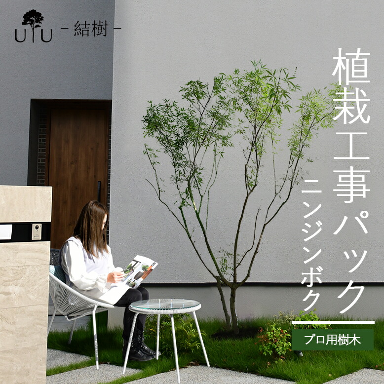 【楽天市場】【施工付植木/近畿地域限定】 シンボルツリー 庭木 植木 中型 苗木 屋外 常緑広葉樹 低木 植物 グリーン 樹高2.5m以下(根含まず)  施工付き 植樹付き 庭 UJU 結樹 （ゆうじゅ） シマグミ【代金引換・同梱不可】hnw1 j-1 j-02 :