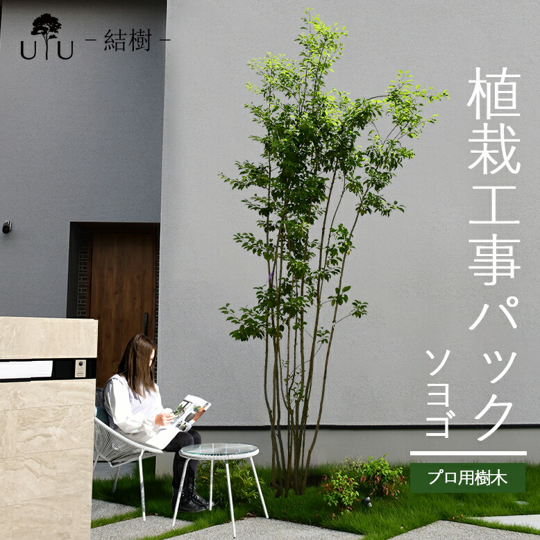 楽天市場】【施工付植木/近畿地域限定】 シンボルツリー 庭木 植木 大型 苗木 屋外 常緑広葉樹 高木 植物 グリーン 樹高2.5m以上(根含まず)  施工付き 植樹付き 庭 UJU 結樹 （ゆうじゅ） シマトネリコ【代金引換・同梱不可】hnw1 j-1 j-02 j-03 : DEPOS（デポス）