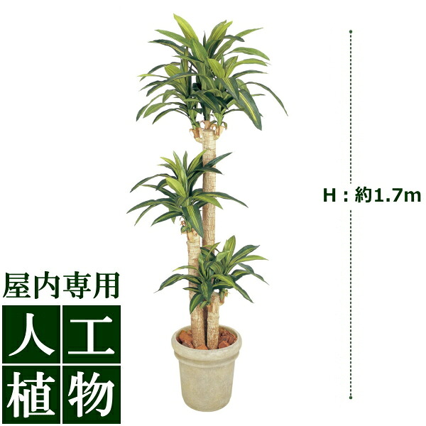 /人工植物/グリーンデコ　ドラセナ　幸福の木　1.7m/送料無料｜DEPOS　2号館