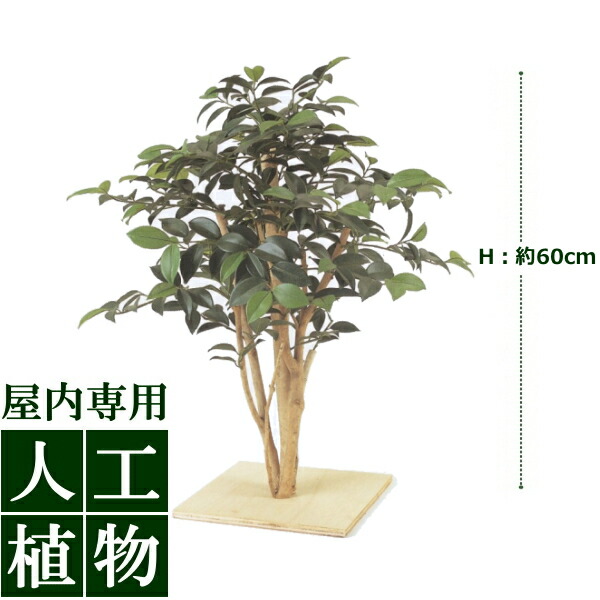 サンゴ油桐　25年株 38301a126155a854f71113cdd6ae92