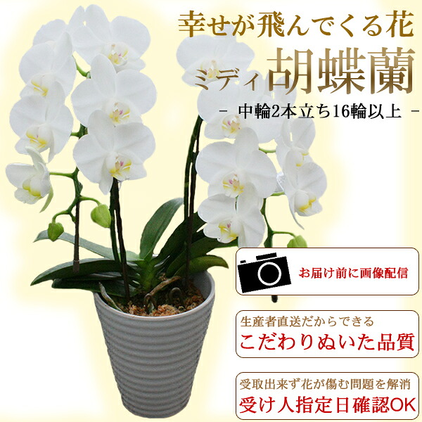 お祝い・ギフト・プレゼント/ミディ胡蝶蘭 白 中輪2本立ち・16輪以上(つぼみ含む)/代金引換不可/送料無料/お誕生日 結婚祝い 記念日 出産祝い 開店 お祝い 引っ越し祝い 卒業 入学 母の日 敬老の日 還暦　お歳暮/05P30May15/【HLS_DU】｜DEPOS　2号館