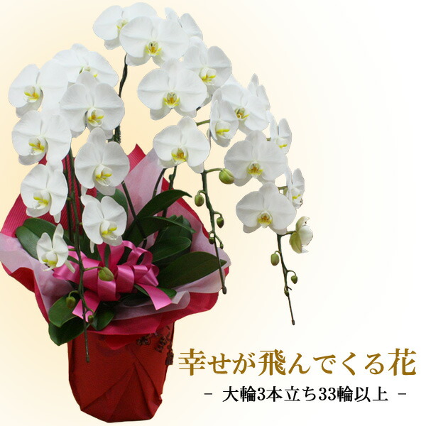 海外最新 出産祝い お歳暮 白 お祝い 入学 結婚祝い 開店 記念日 プレゼント 敬老の日 お誕生日 ギフト 母の日 卒業 引っ越し祝い 代金引換不可 胡蝶蘭 還暦 05p30may15 大輪3本立ち 送料無料 33輪以上 つぼみ含む 花 観葉植物