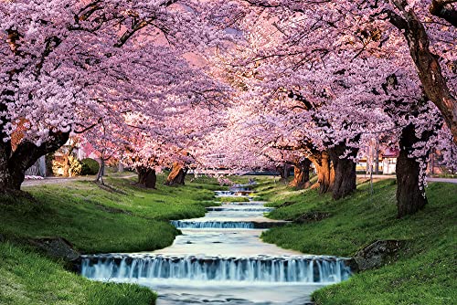 1000ピース ジグソーパズル 観音寺川の桜並木 (福島) (50x75cm)画像