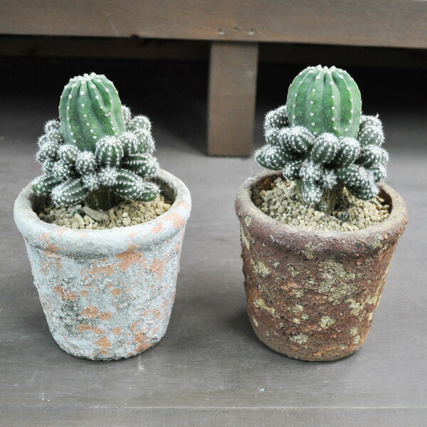 本日超得 ハオルチア ハワイトシャドウ 4号鉢 サボテン 多肉植物 希少 送料無料 最適な価格 Tiendabudada Com