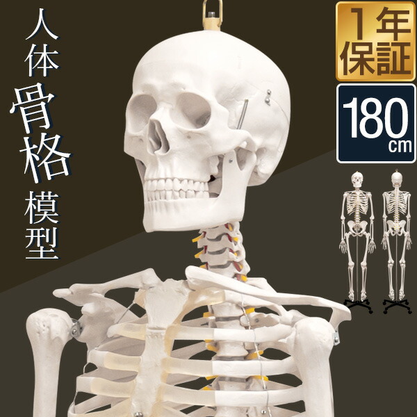 人体模型 骨格模型 骨 等身大 身長約166cm 展示スタンド付き 骨格標本 骨格モデル 全身骨格模型 実物大 直立 可動 医学 理学 解剖学 整体 整骨院 関節 資料 リアル レプリカ ディスプレイ 骨格モデル セット ヒト骨格 解剖骨格 ●<br>[送料無料]