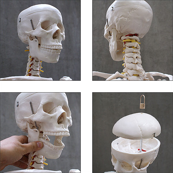 模型 骨 人体
