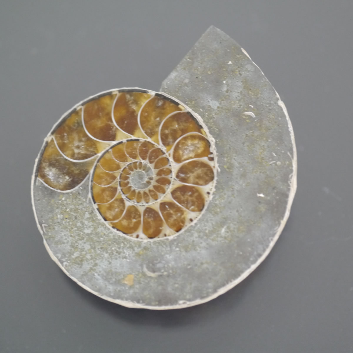 楽天市場】マダガスカル 産アンモナイト ハーフカット 1点物