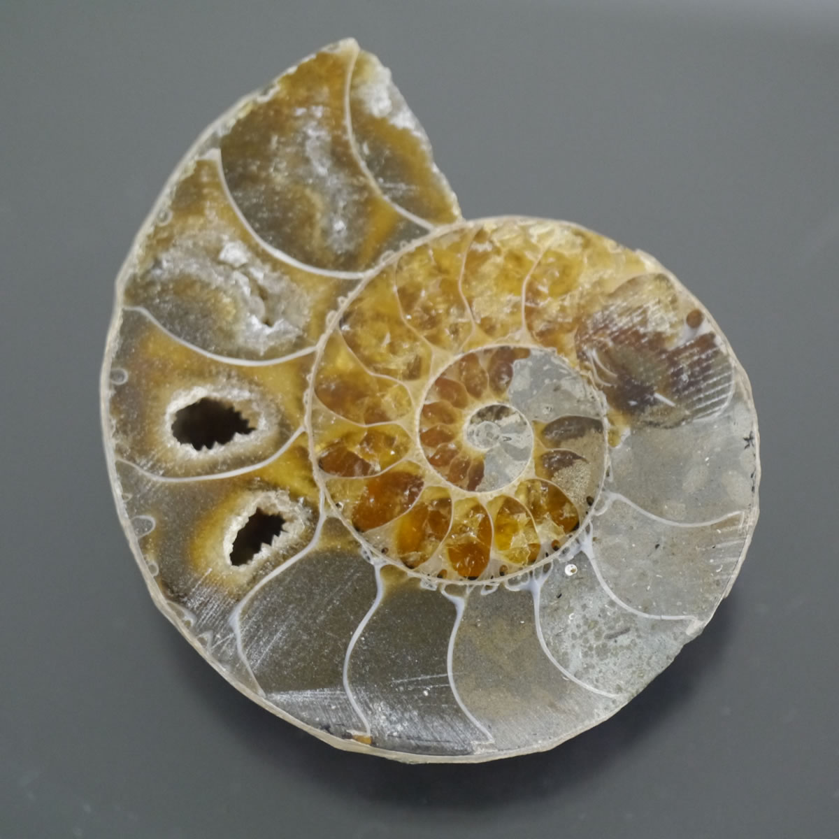 楽天市場】化石 アンモナイト (マダガスカル産) 1個売り プチギフト