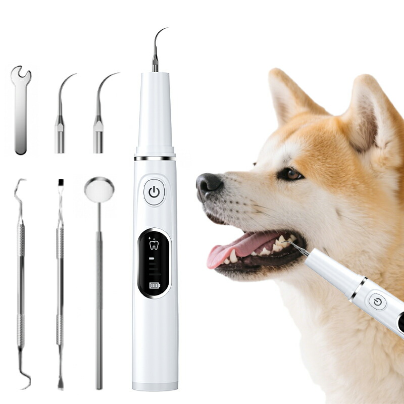 犬用デンタルケア スケーラー　ペンチ 楽天市場】犬 スケーラー 歯石取り ペンチ 器具 ペット用