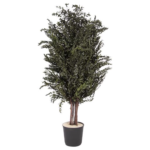 Verdissimo Wide Parvifolia tree 1.3m (ヴェルディッシモ ワイドツリー(パルビフォリア、1.3m))|Happy night Rainbow
