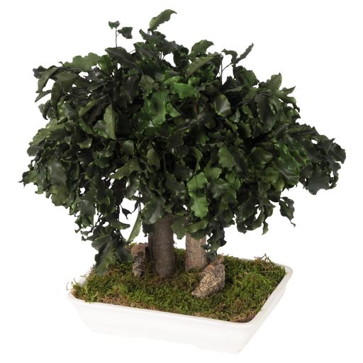 VerdissimoPitosporumBonsai25cm(ヴェルディッシモピトスポラム盆栽25cm)