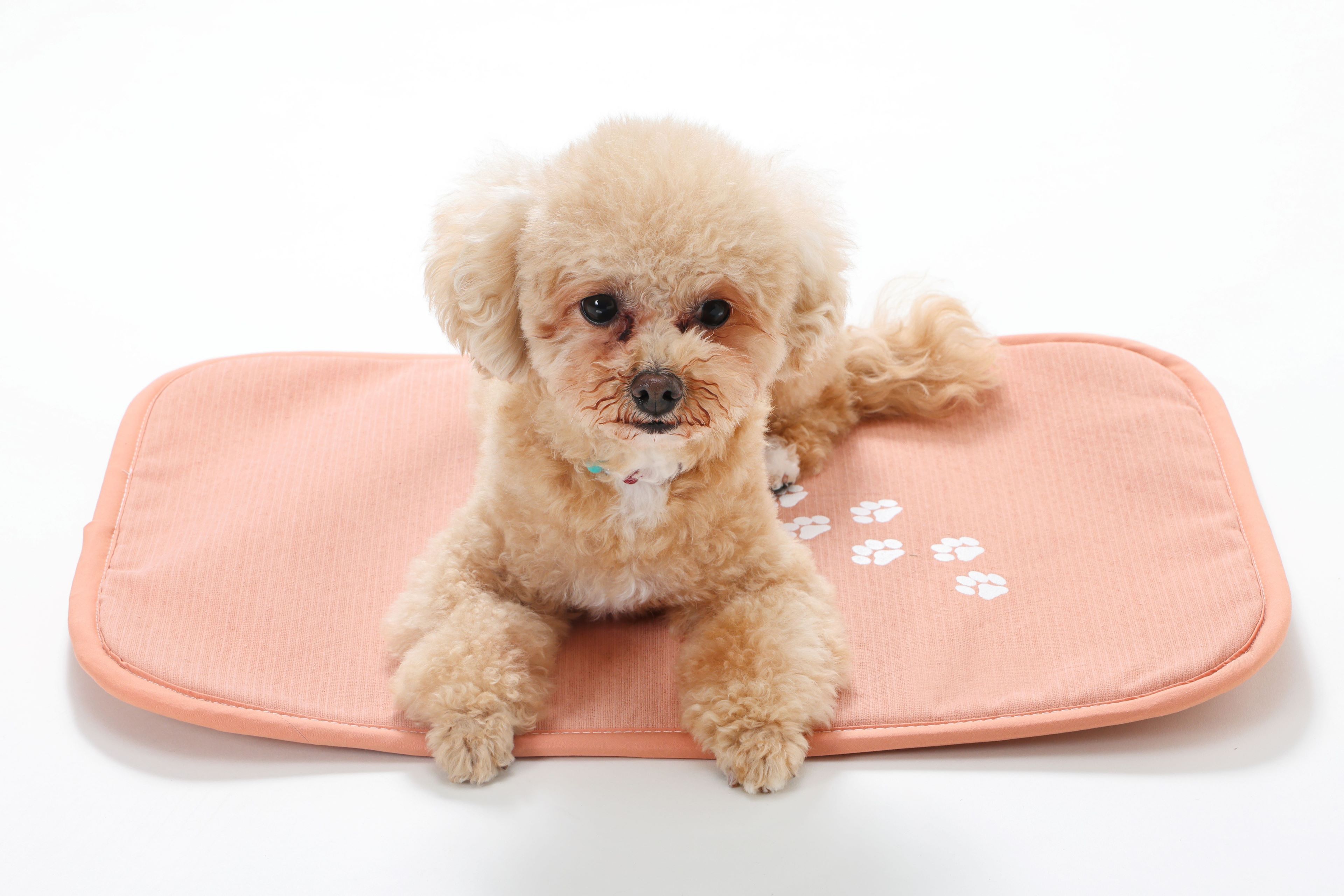 楽天市場】アメジスト 犬牙状方解石 カルサイト 方解石 283g