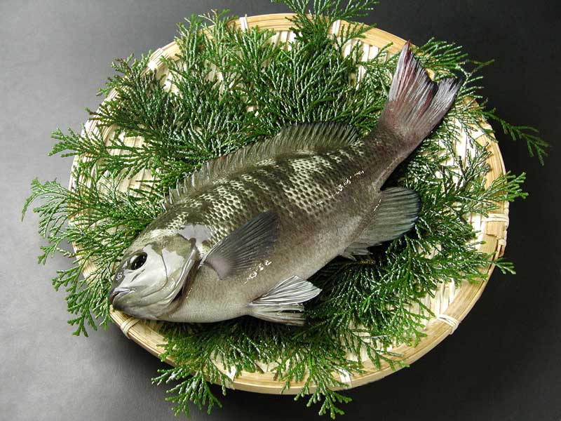 楽天市場 お魚 めじな グレ 瀬戸内の天然活魚 はりかい