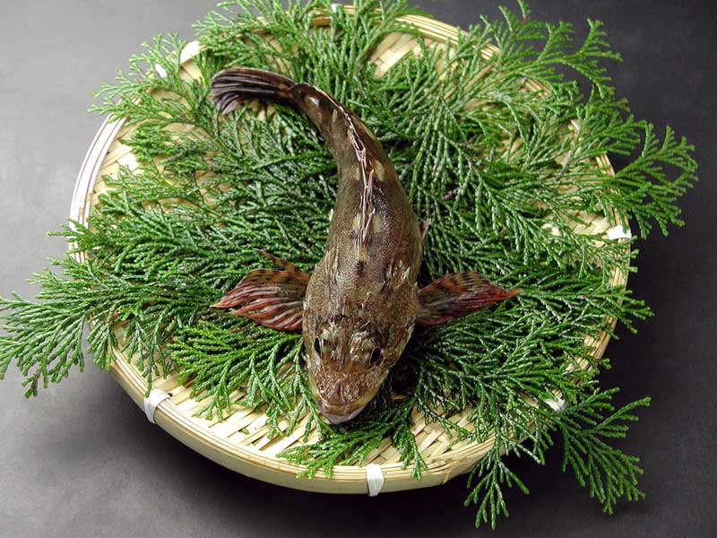 楽天市場 瀬戸内産 活〆天然こち 0 8 1 0kg 瀬戸内の天然活魚 はりかい 楽天市場 瀬戸内産 活〆天然こち 0 8 1 0kg 瀬戸内の天然活魚 はりかい