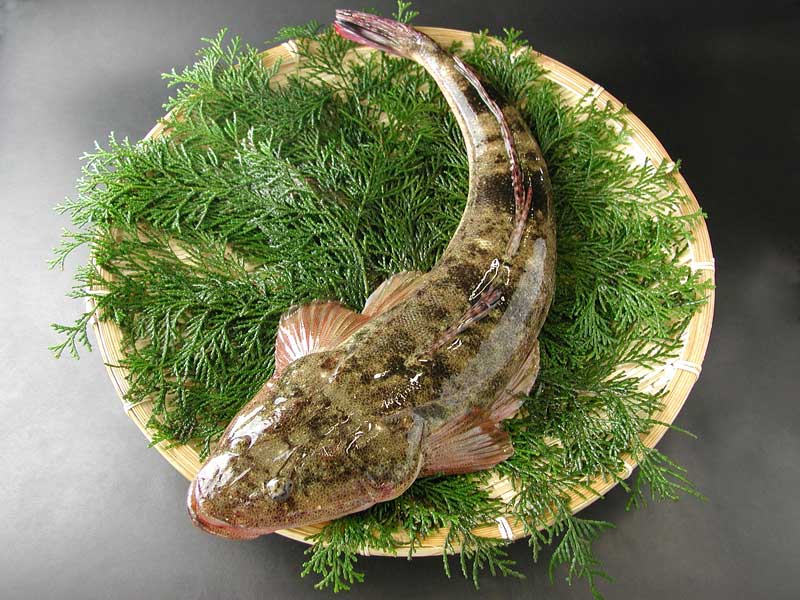 楽天市場 瀬戸内産 活〆天然こち 0 8 1 0kg 瀬戸内の天然活魚 はりかい