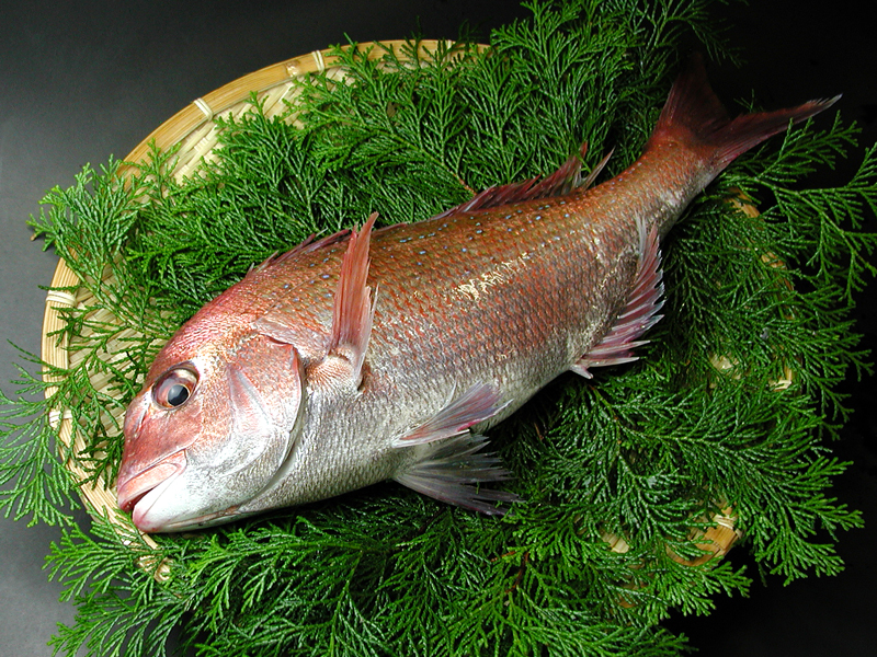 楽天市場 瀬戸内産 活〆天然真鯛 0 9 1 2kg 月曜日到着限定 瀬戸内の天然活魚 はりかい