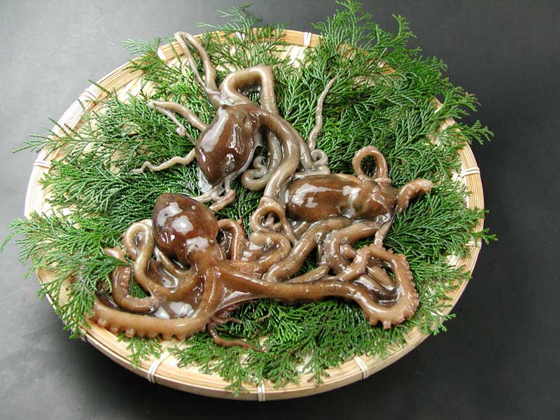 瀬戸内海産　活きテナガタコ　5杯｜瀬戸内の天然活魚　はりかい