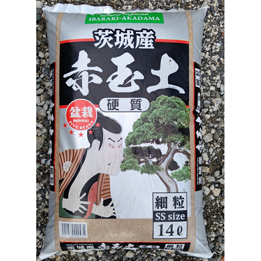 ボケ 盆栽 中型 陶器鉢 ピンク花 [真柏樹、五葉松、さつき、各種