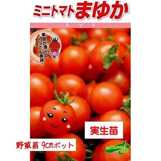和炭ギフト 中箱【1.3kg程度】※収穫でき次第発送 | nature wakamatsu