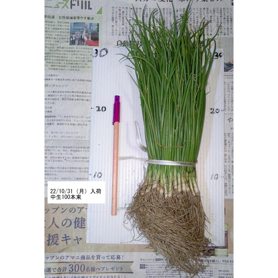 楽天市場】野菜の苗 タマネギ 【早生】約100本（七宝早生7号